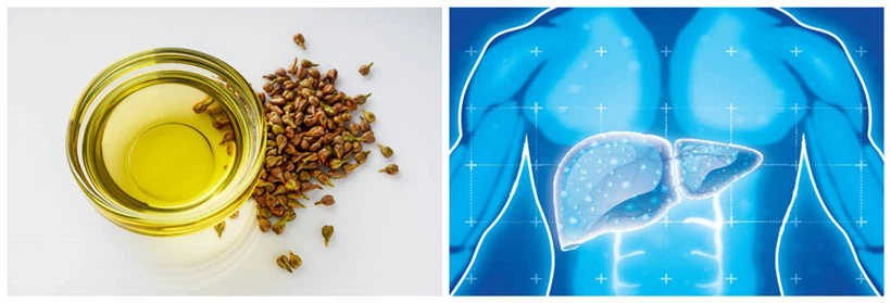 Liver Protection Liver Protection