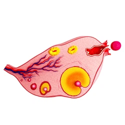 info-612-612 info-612-612